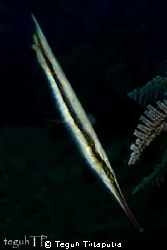 Razorfish (Aeliscus strigatus), captured at about 10 mete... by Teguh Tirtaputra 
